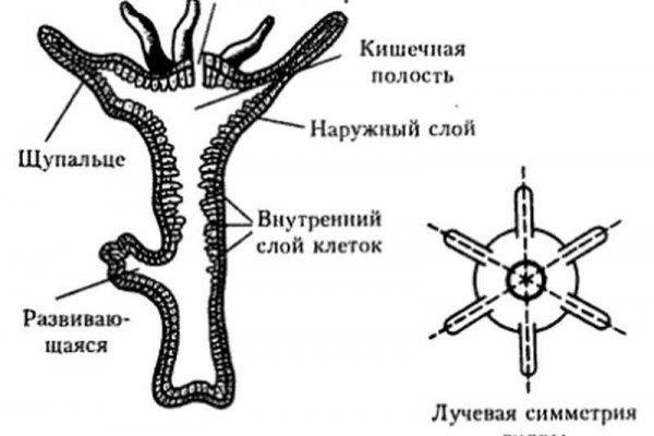 Кракен мага