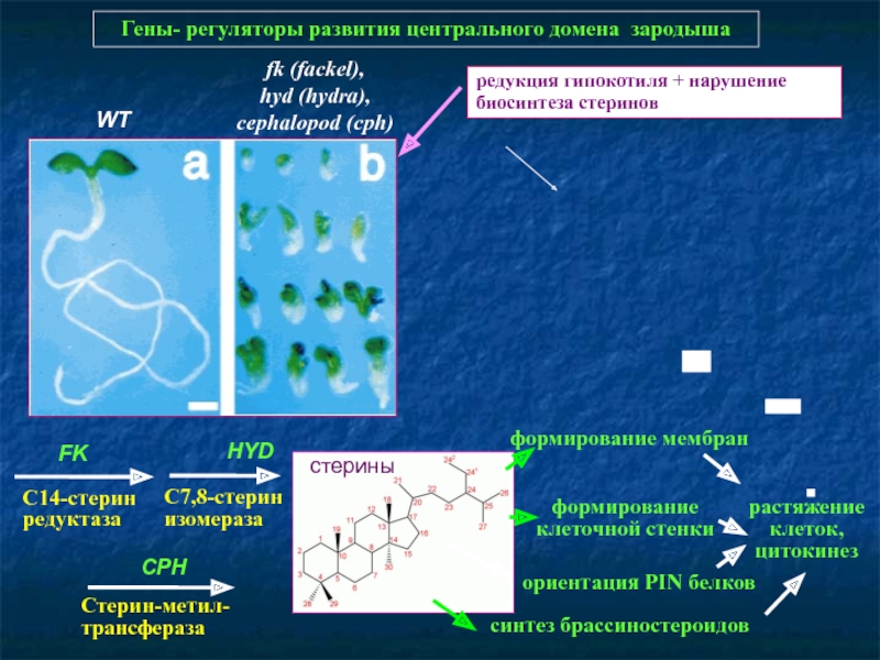 Кракен не работает тор